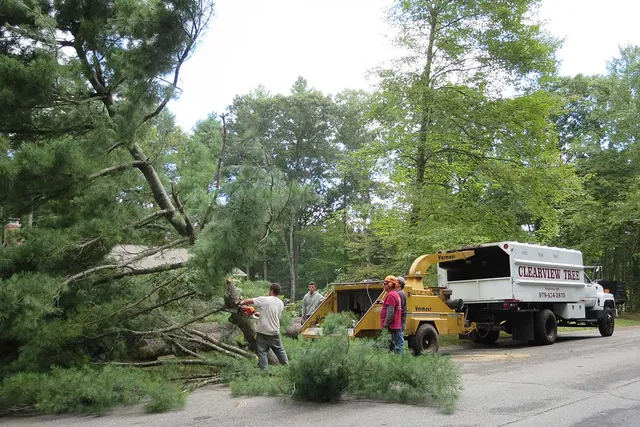 work photo from clearviewtreeserv.com
