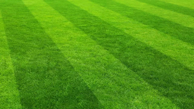 pinstrip lawn large.jpg