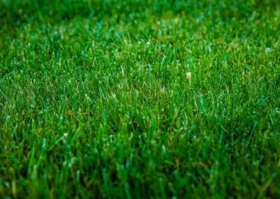 Close-up of healthy green lawn grass