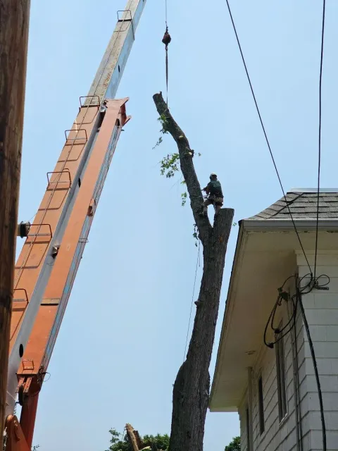 Tree cutting service with a tree lifter
