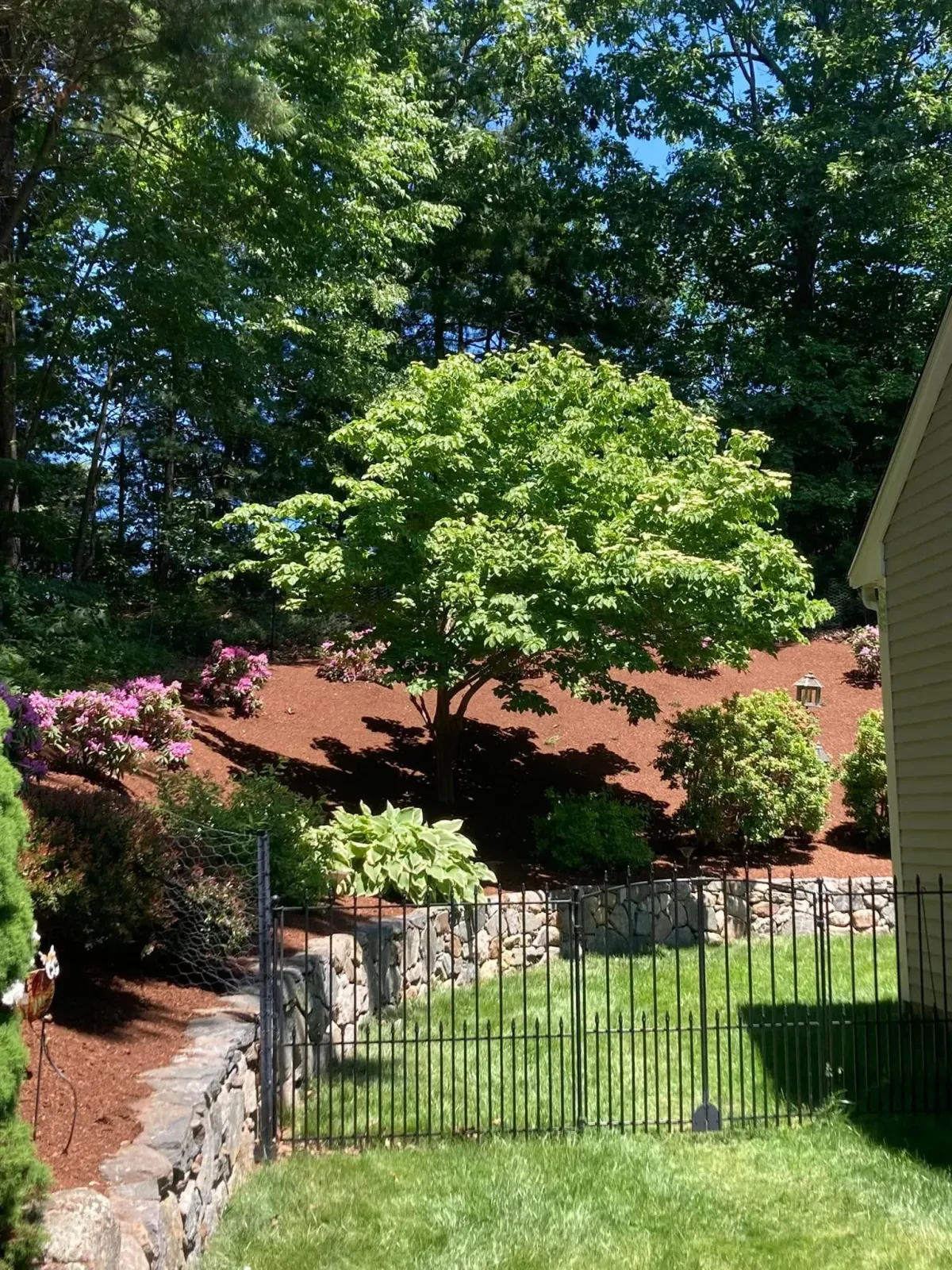 A landscaped backyard with a tree on a mulched hill, stone retaining walls, and a small black fence.
