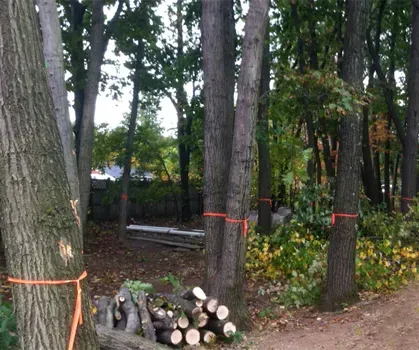 Tree Service