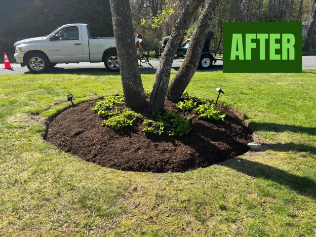 Tree bed after fresh mulch and plantings