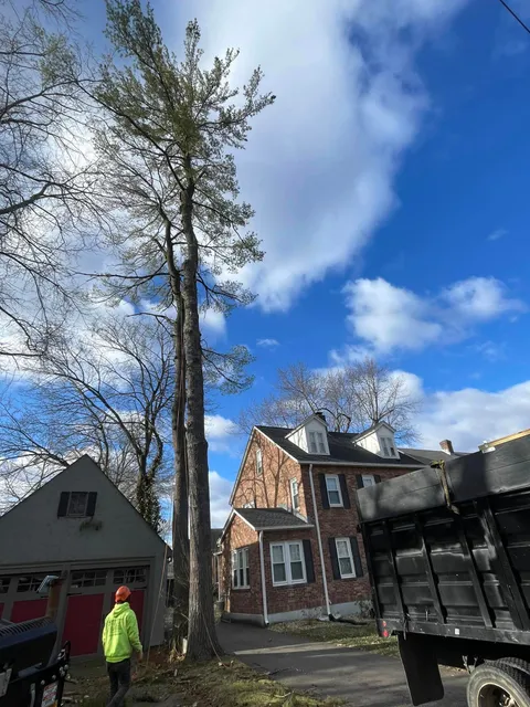 work photo from martineztreework.com