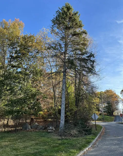 trees image