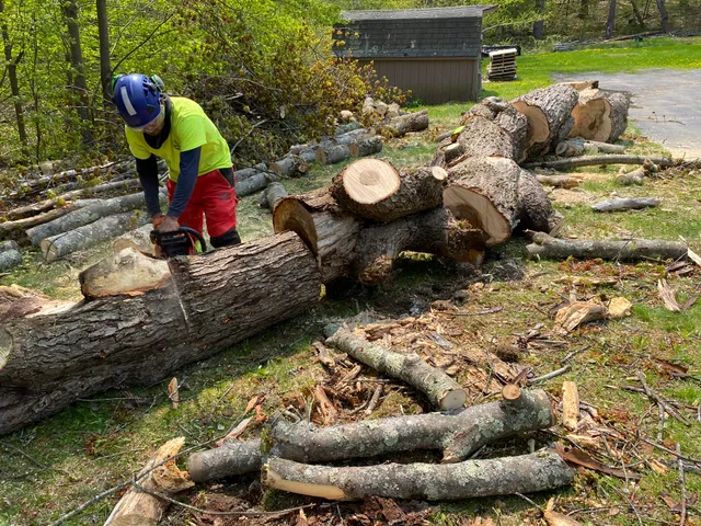 Tree Masters Inc work photo