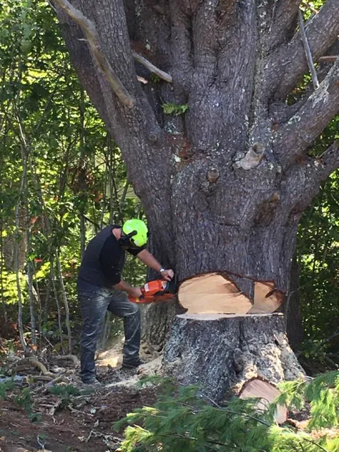 Canopy Tree Service Inc work photo