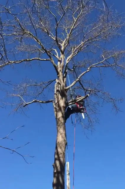 New Generation of Tree Services and Landscaping LLC work photo