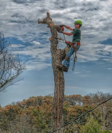 work photo from capecodtreeservices.com