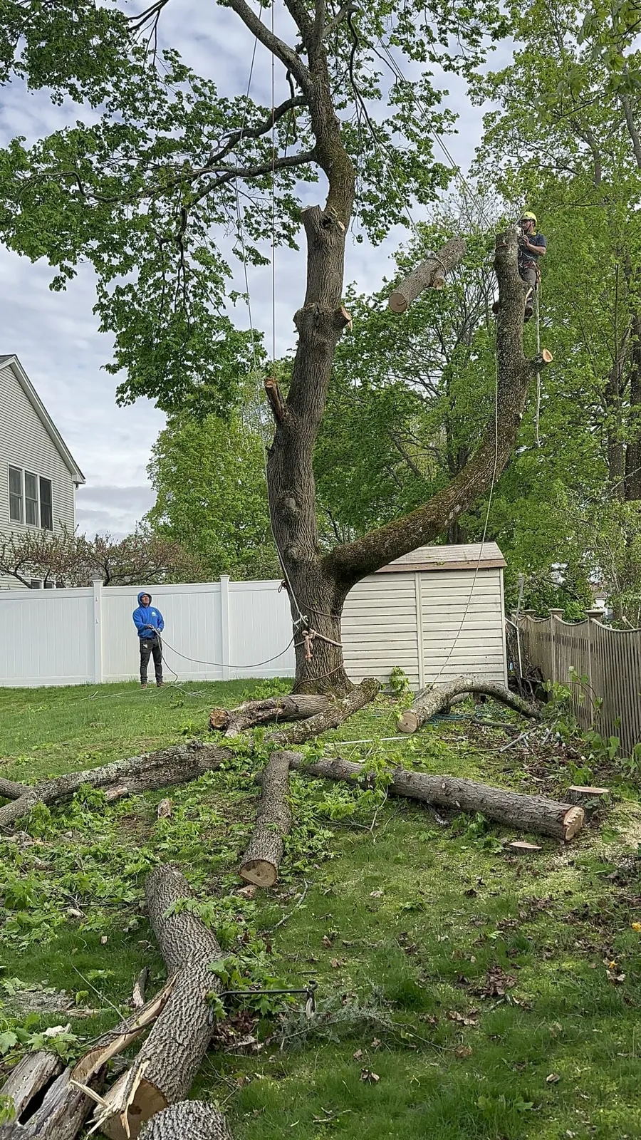 work photo from faithtreeservices.com