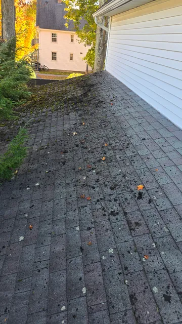 Heavy moss growth on shingles