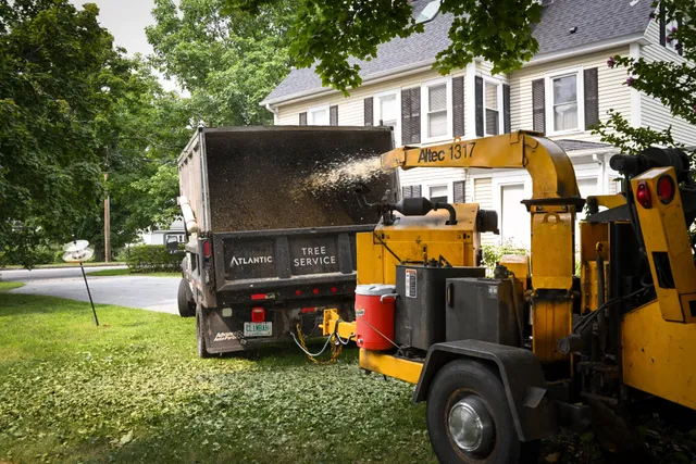 Atlantic Tree Service work photo