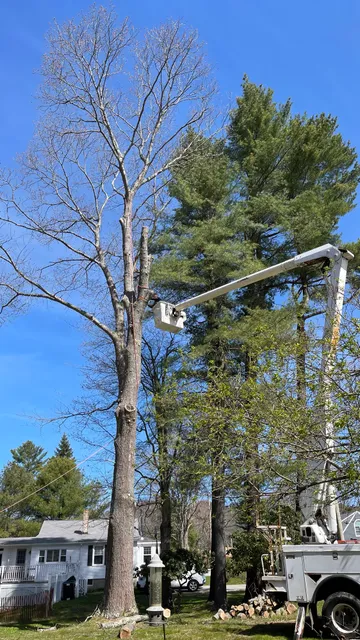 work photo from treeguysinc.com