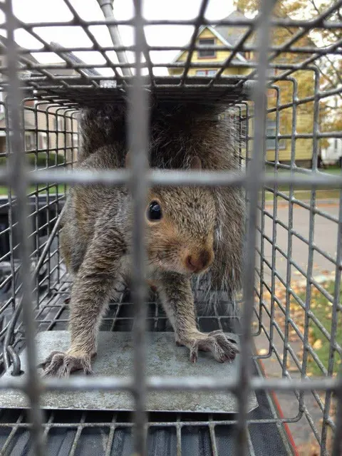 work photo from appalachiananimalcontrol.com
