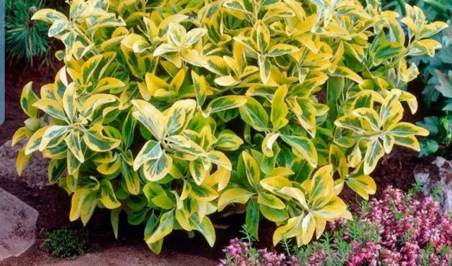 work photo from dracutlandscaping.com
