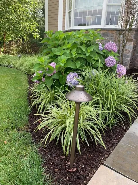 Landscaped garden bed with purple hydrangeas, variegated foliage, and a path light beside a sidewalk.
