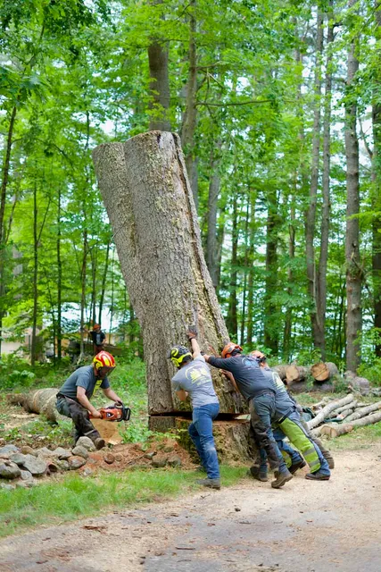 work photo from gardnertreeme.com