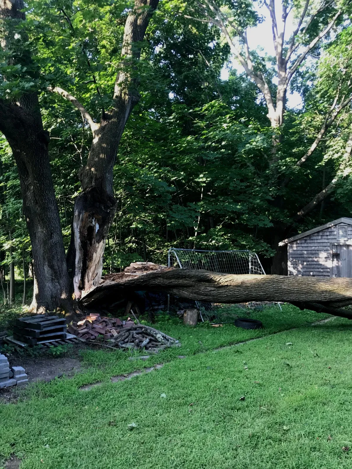 Fallen+Tree.jpg