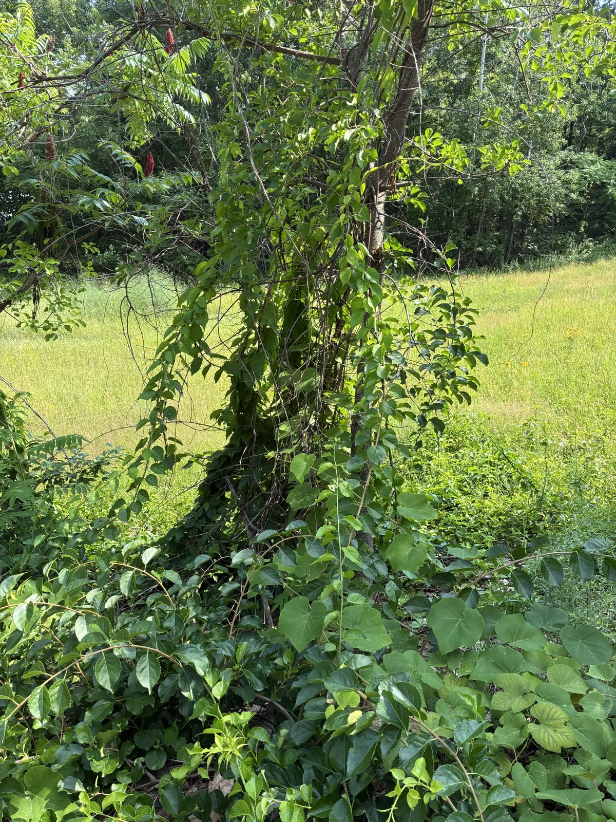 work photo from invasiveweedcontrol.com