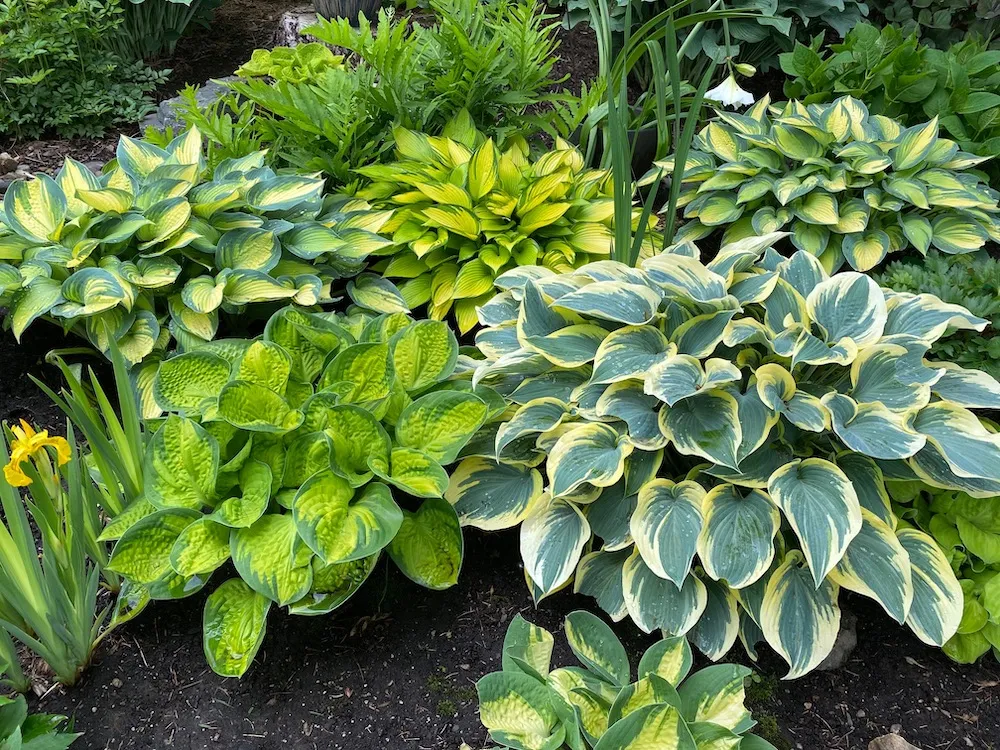 work photo from presidentlandscaping.com