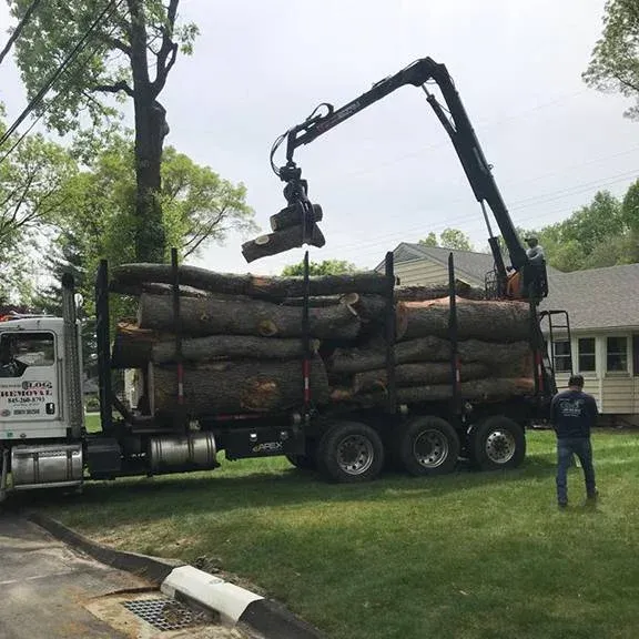 Life Tree Services LLC work photo