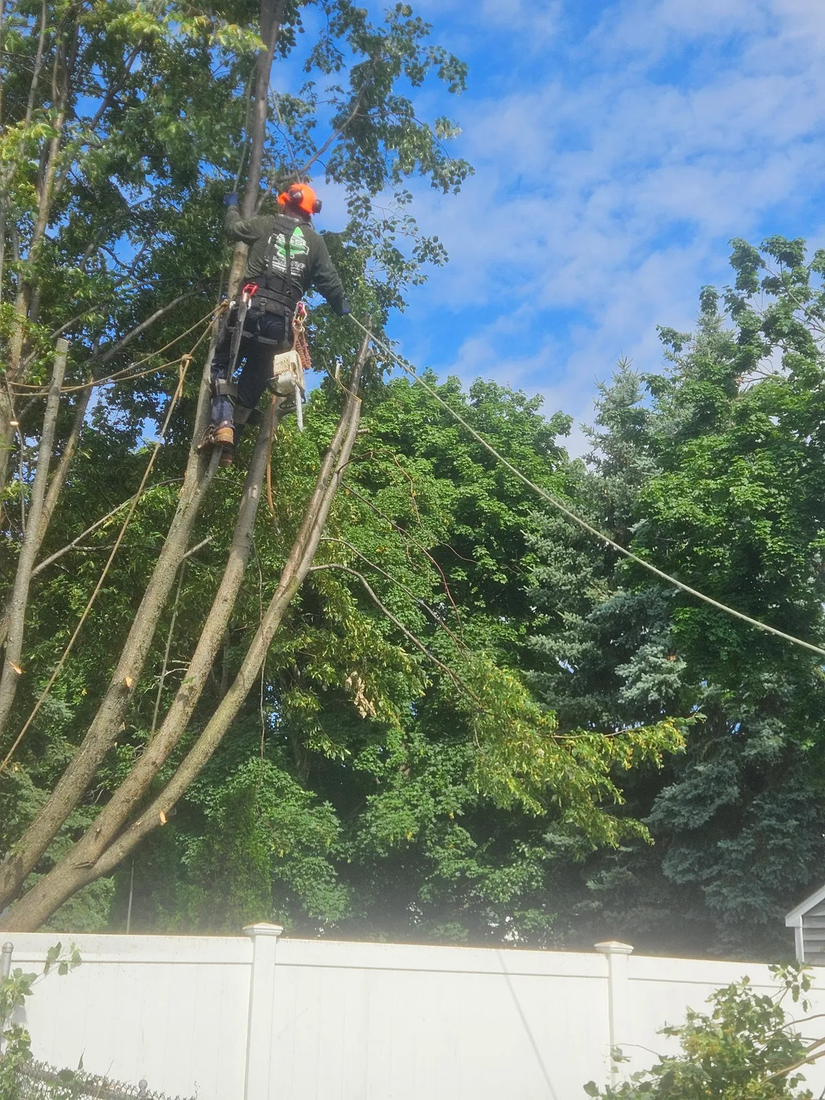 B & S Landscaping & Tree Removal Services LLC
