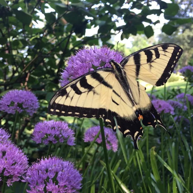 Rue Sherwood Landscape Design