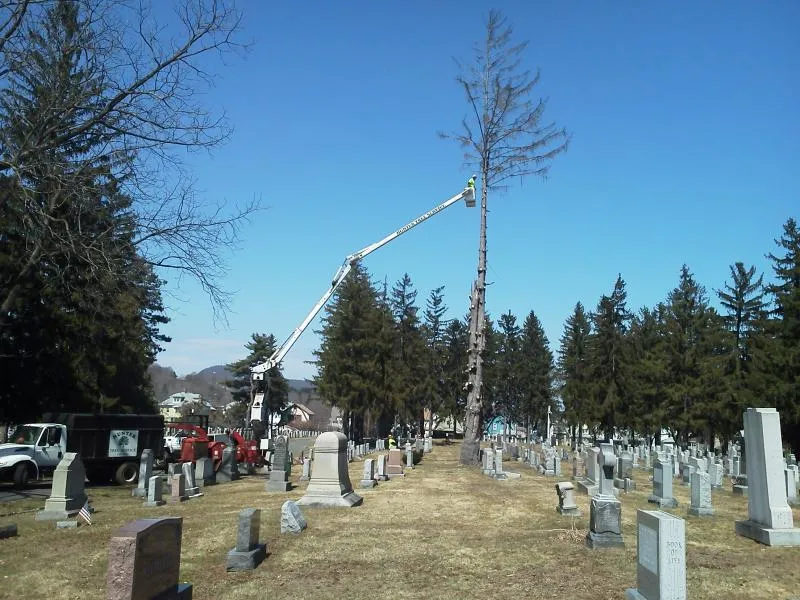 work photo from huntertreeservice.biz