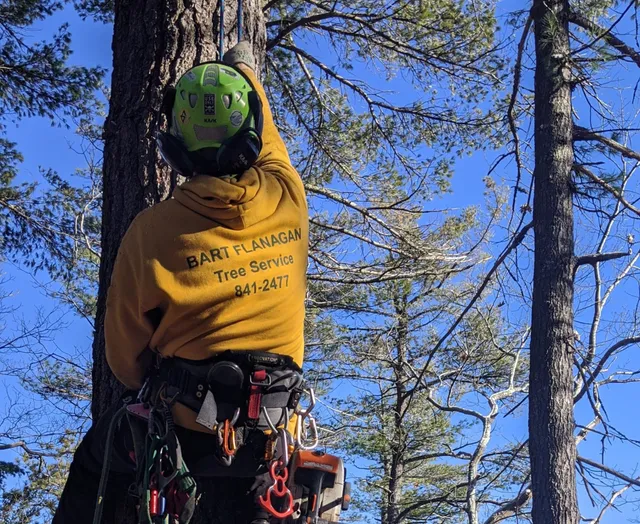 tree removal5
