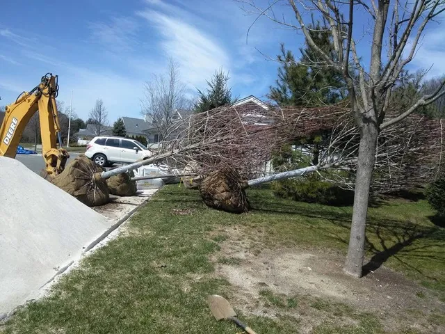 Tree removal services