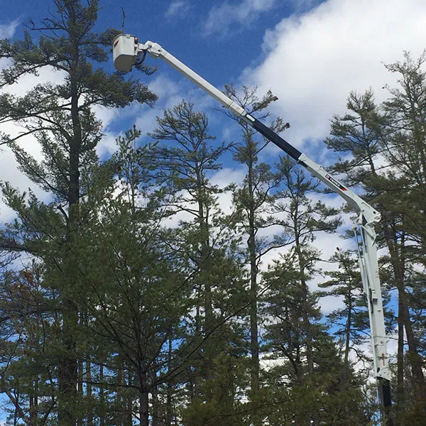 work photo from micklontreeandlandscape.com