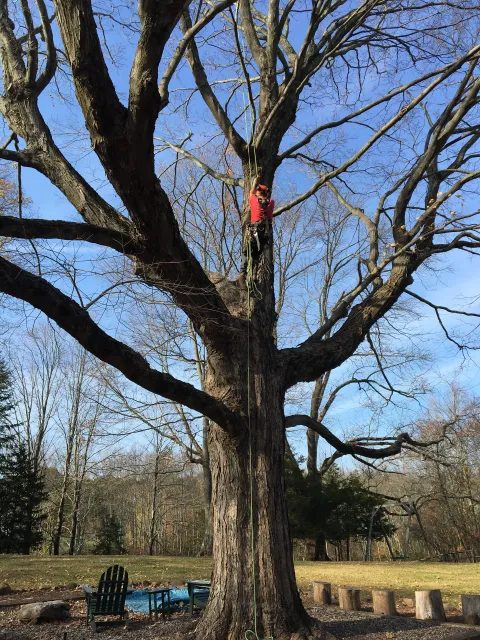 Shutts Tree Service work photo
