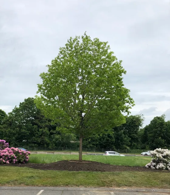 Acorn Tree & Landscaping inc. researched project photo