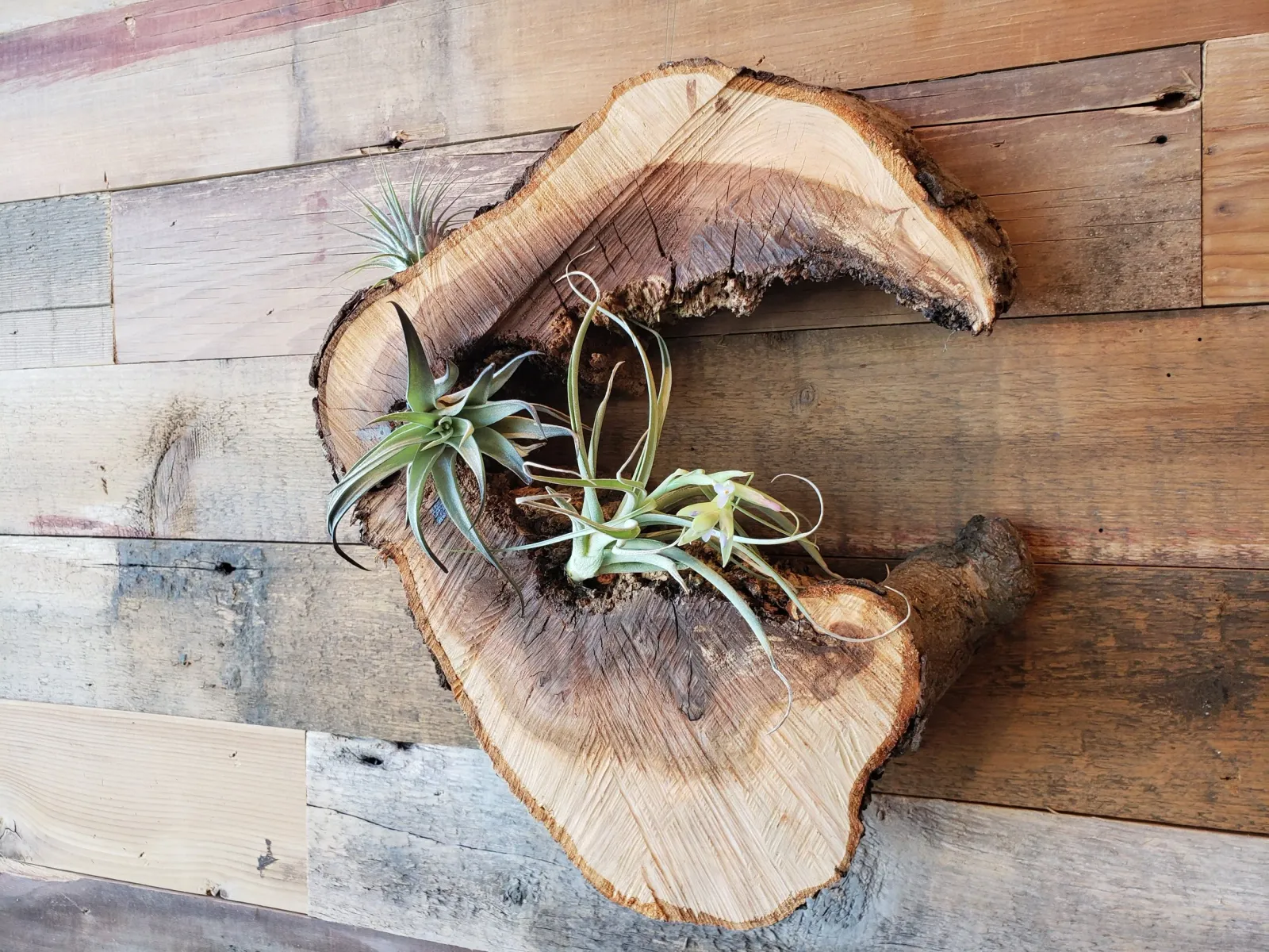 20210330_141115(0).jpg
