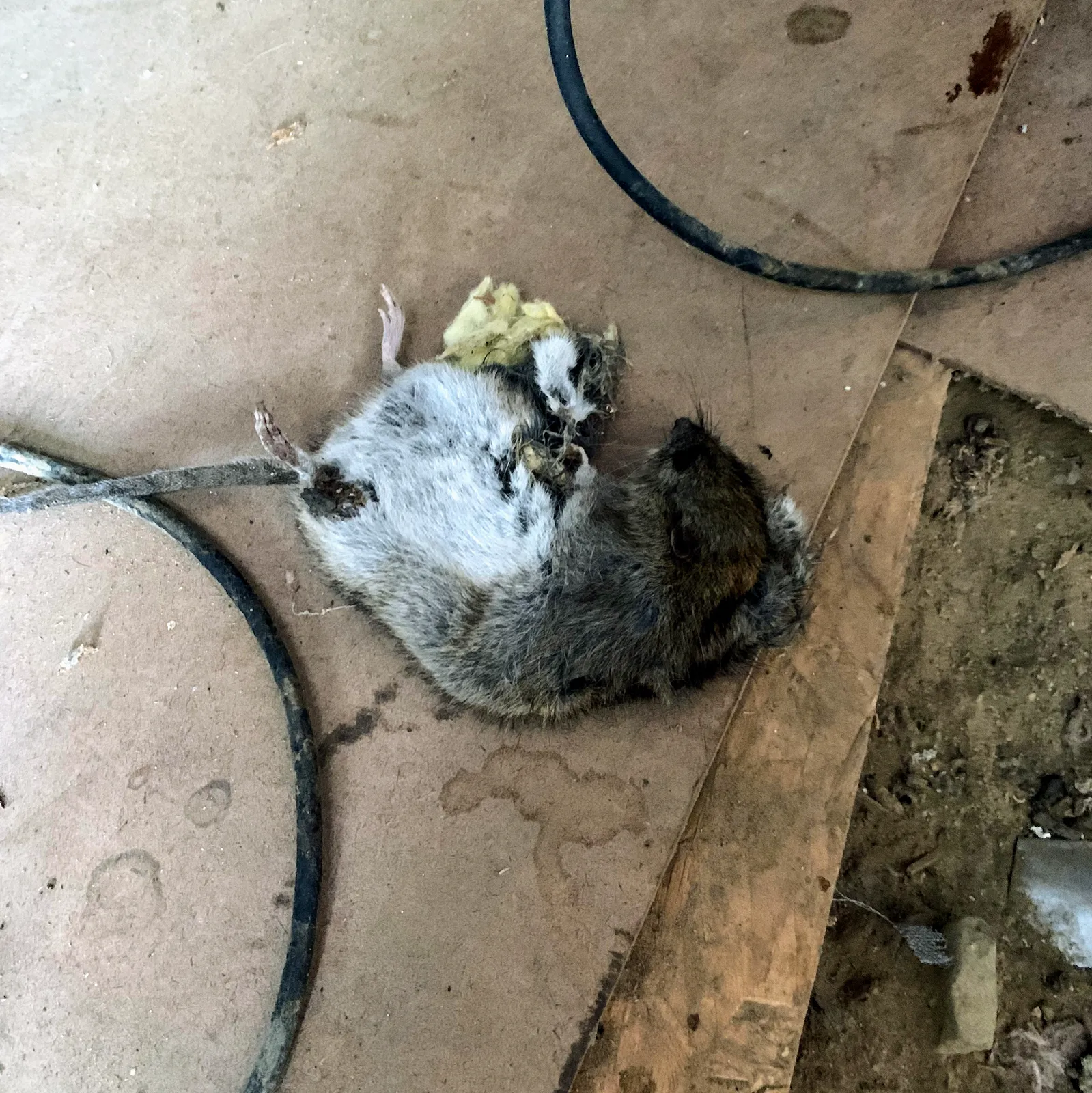 Boston Best Pest Control