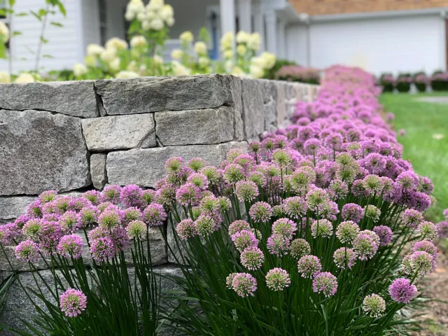 Pink flowering plants growing next to a stone wall in a garden.