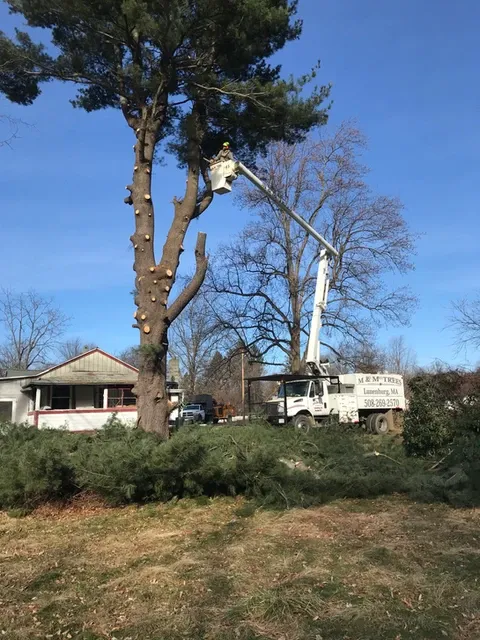 work photo from m-mtrees.com