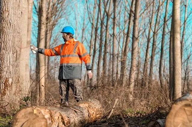 Tree trimming on residential property