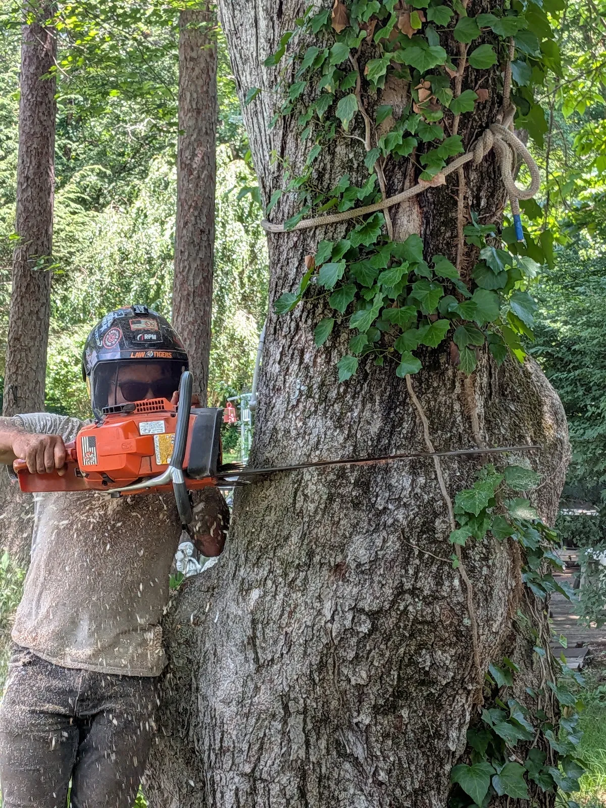 Little Tree Company LLC