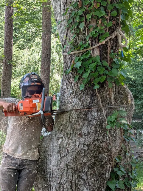 Little Tree Company LLC