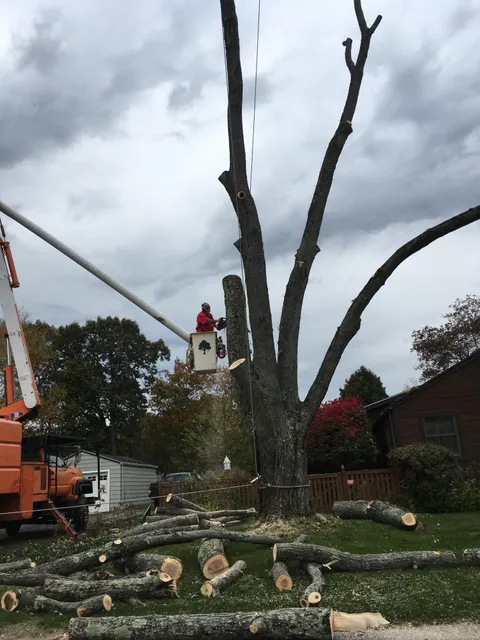 City Tree Service work photo