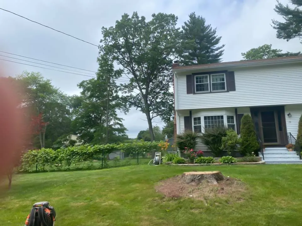 Stump grinding completed in a residential yard, clean finish and ready for replanting, Maple Leaf