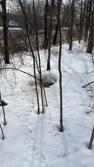 Snowy forest path with bare trees, patches of brown earth, and footprints.
