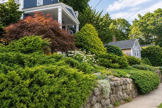 Spring Protection for Holly, Rhododendrons, Azaleas, and Boxwoods