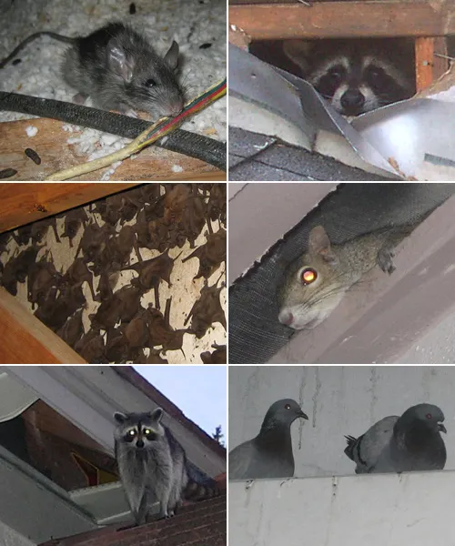 work photo from rhodeislandpestwildlife.com