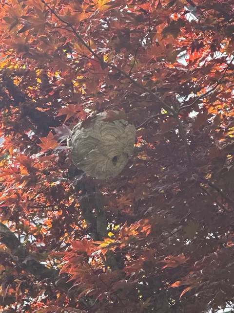 Seaport Pest Solutions Cape Cod work photo