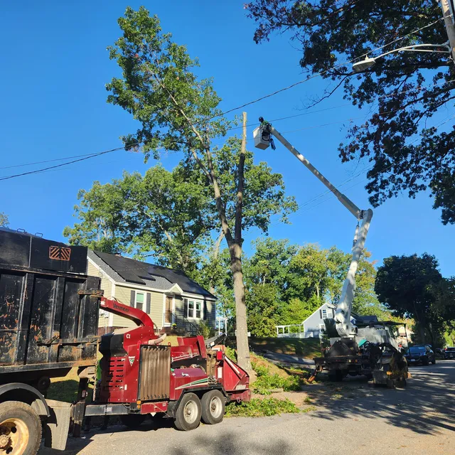 Elevation Tree Service work photo