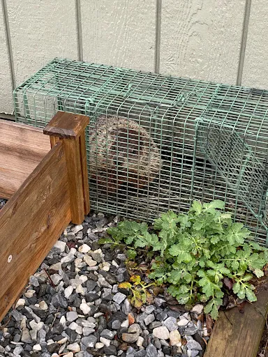 D&D Wildlife Control work photo