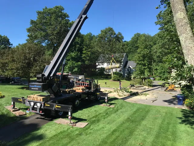 E.L.M. Tree Service Inc. work photo