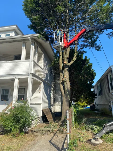 Claudio's Tree Service & Landscape Construction work photo
